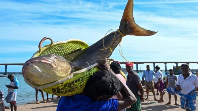 12 pescadores de Rameswaram detidos pela Marinha do Sri Lanka por caça furtiva; traineira apreendida
| cinetotal.com.br