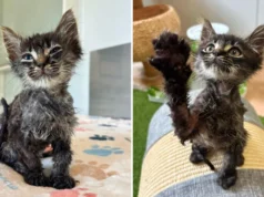 A jornada de recuperação do gatinho depois que ele foi encontrado em um tanque de cola
| cinetotal.com.br A jornada de recuperação do gatinho depois que ele foi encontrado em um tanque de cola
| cinetotal.com.br