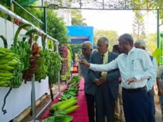 A nova variedade de banana poovan do NRCB será lançada em breve
| cinetotal.com.br A nova variedade de banana poovan do NRCB será lançada em breve
| cinetotal.com.br