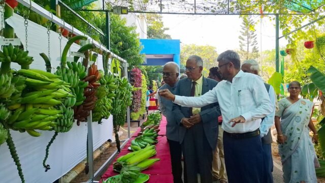 A nova variedade de banana poovan do NRCB será lançada em breve
| cinetotal.com.br