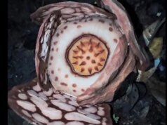 A redescoberta da flor rara Rafflesia na Indonésia revive o esforço para abandonar o nome colonial
| cinetotal.com.br A redescoberta da flor rara Rafflesia na Indonésia revive o esforço para abandonar o nome colonial
| cinetotal.com.br