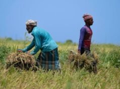 Agricultores buscando dólares à medida que as exportações de agroprocessamento florescem
| cinetotal.com.br Agricultores buscando dólares à medida que as exportações de agroprocessamento florescem
| cinetotal.com.br