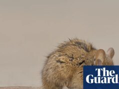 Autoridades do estado de Washington alertam sobre ratos de banheiro após enchentes: ‘Tente manter a calma’
| cinetotal.com.br Autoridades do estado de Washington alertam sobre ratos de banheiro após enchentes: ‘Tente manter a calma’
| cinetotal.com.br