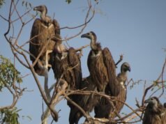 BNHS libertará seis abutres criticamente ameaçados em Assam após esforço de conservação de 15 anos
| cinetotal.com.br BNHS libertará seis abutres criticamente ameaçados em Assam após esforço de conservação de 15 anos
| cinetotal.com.br