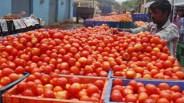 Boom to bust: como 2025 destruiu a sorte do tomate de Madanapalle
| cinetotal.com.br