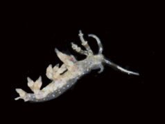 Cientistas dizem ter descoberto 20 novas espécies nas profundezas do Oceano Pacífico
| cinetotal.com.br Cientistas dizem ter descoberto 20 novas espécies nas profundezas do Oceano Pacífico
| cinetotal.com.br