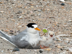 Donos de cães são solicitados a ficar longe de locais de nidificação usados pela ave mais rara da Nova Zelândia
| cinetotal.com.br Donos de cães são solicitados a ficar longe de locais de nidificação usados pela ave mais rara da Nova Zelândia
| cinetotal.com.br