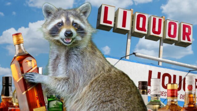 Guaxinim bêbado apreendido após saquear loja de bebidas, veja as fotos
| cinetotal.com.br