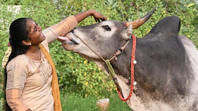O treinamento de touros começa semanas antes de Jallikattu em Madurai
| cinetotal.com.br