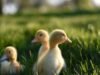 O vírus matou quase 9 milhões de aves – e continua aumentando
| cinetotal.com.br O vírus matou quase 9 milhões de aves – e continua aumentando
| cinetotal.com.br