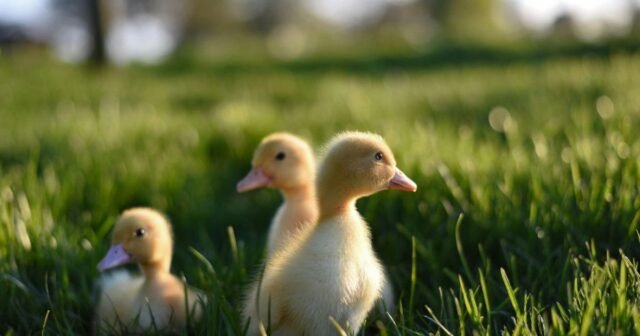 O vírus matou quase 9 milhões de aves – e continua aumentando
| cinetotal.com.br