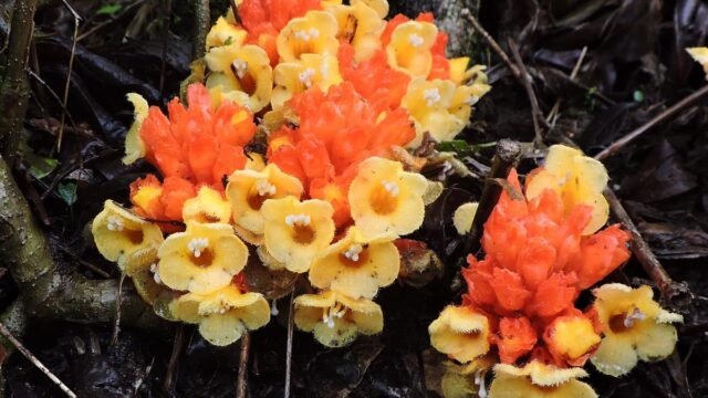 Planta parasita presumivelmente extinta redescoberta no distrito de Wayanad, em Kerala
| cinetotal.com.br