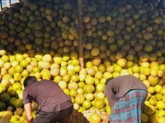 Produtores de pomelo privados de preços justos em Rangamati
| cinetotal.com.br Produtores de pomelo privados de preços justos em Rangamati
| cinetotal.com.br