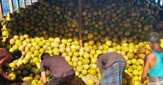 Produtores de pomelo privados de preços justos em Rangamati | Produtores de pomelo privados de preços justos em Rangamati
| cinetotal.com.br