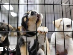 Proibição de fazendas de filhotes prometida pela estratégia de bem-estar animal
| cinetotal.com.br Proibição de fazendas de filhotes prometida pela estratégia de bem-estar animal
| cinetotal.com.br