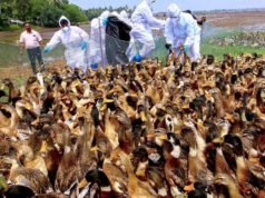 Surto de gripe aviária confirmado nos distritos de Alappuzha e Kottayam, em Kerala
| cinetotal.com.br Surto de gripe aviária confirmado nos distritos de Alappuzha e Kottayam, em Kerala
| cinetotal.com.br