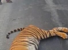 Tigre encontrado morto na NH-565
| cinetotal.com.br Tigre encontrado morto na NH-565
| cinetotal.com.br