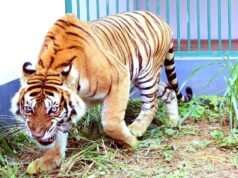 Tigre preso em Pathanamthitta, Kerala, após repetidos ataques a gado
| cinetotal.com.br Tigre preso em Pathanamthitta, Kerala, após repetidos ataques a gado
| cinetotal.com.br